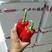 山东精品红泡椒，货量充足，质量保证，一手货源，