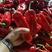 山东精品红泡椒，货量充足，质量保证，一手货源，