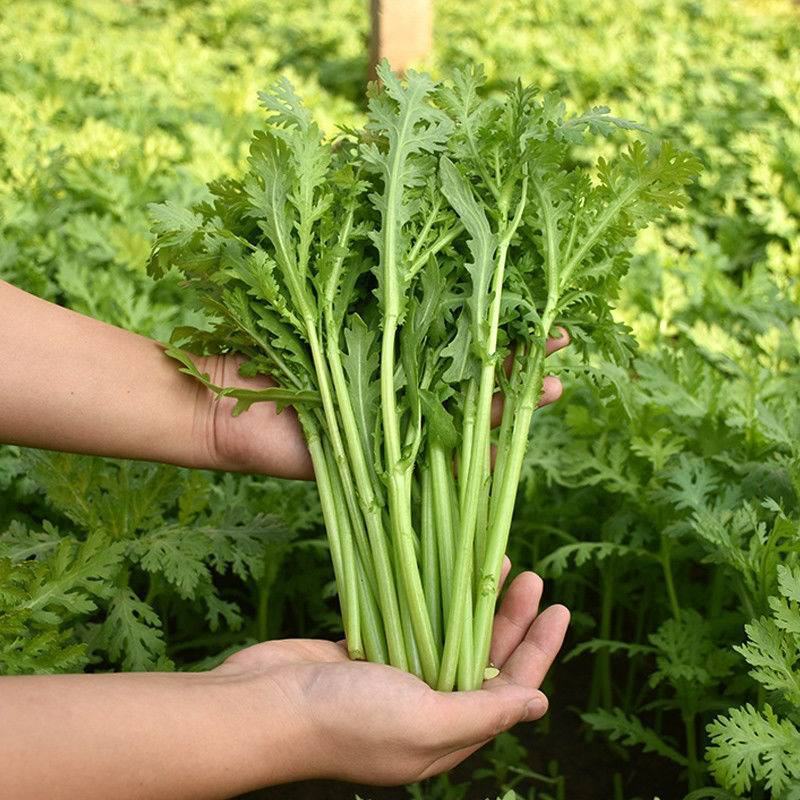 小叶茼蒿种子皇帝茼蒿冬季菜春季四季播耐寒农家蔬菜秋季
