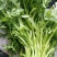 小叶茼蒿种子皇帝茼蒿冬季菜春季四季播耐寒农家蔬菜秋季