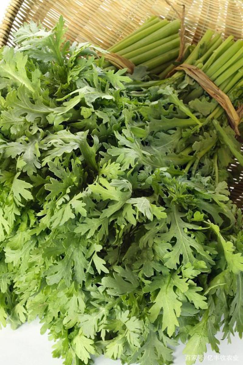 小叶茼蒿种子皇帝茼蒿冬季菜春季四季播耐寒农家蔬菜秋季