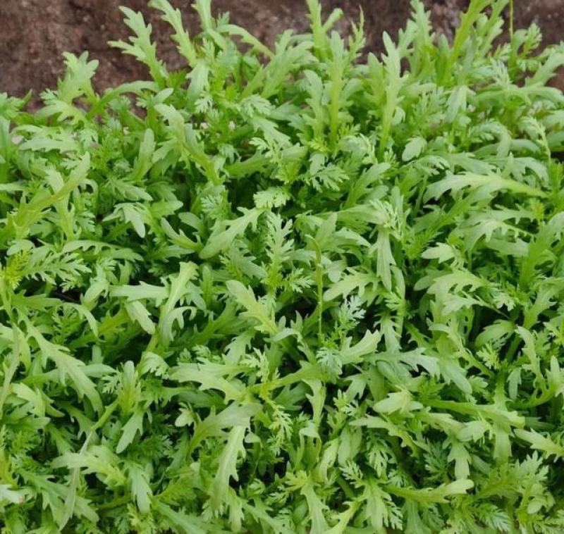 小叶茼蒿种子皇帝茼蒿冬季菜春季四季播耐寒农家蔬菜秋季