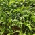 小叶茼蒿种子皇帝茼蒿冬季菜春季四季播耐寒农家蔬菜秋季