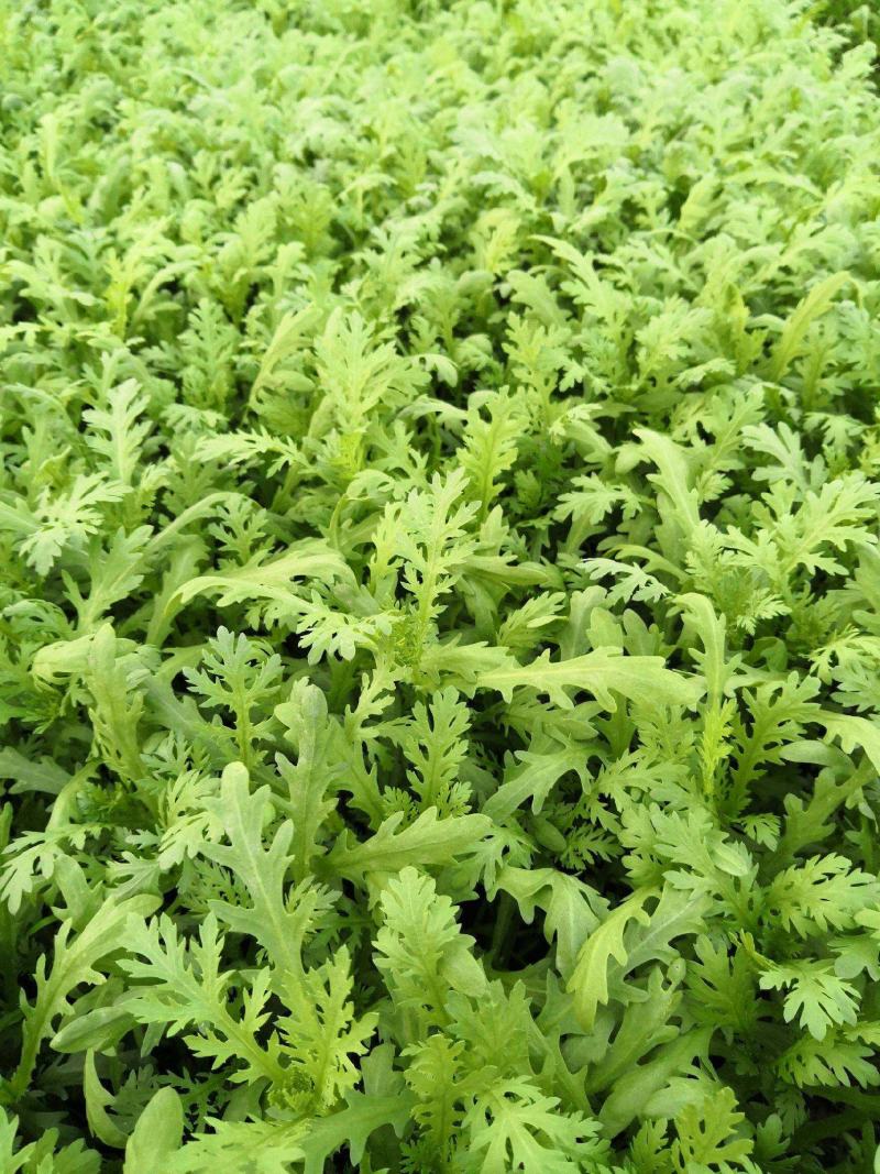 小叶茼蒿种子皇帝茼蒿冬季菜春季四季播耐寒农家蔬菜秋季