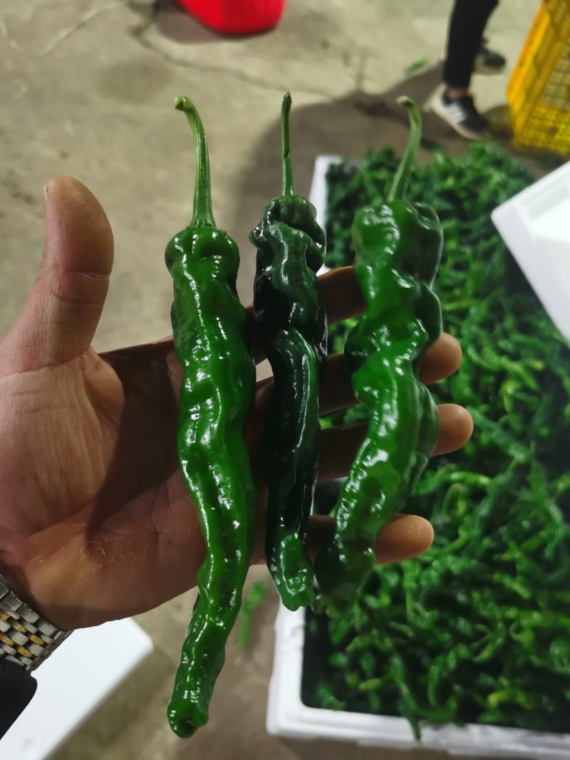 皱皮辣椒，小皱皮辣椒，薄皮椒，大黑辣椒，量大质优