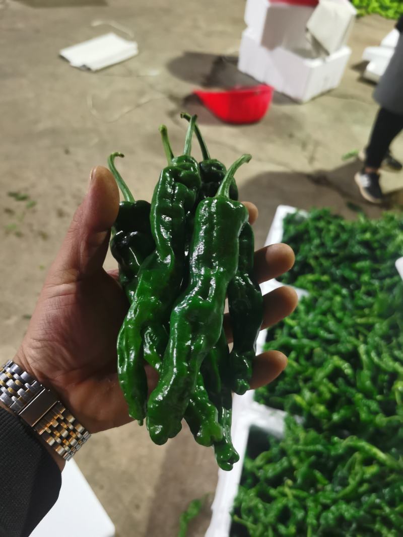 皱皮辣椒，小皱皮辣椒，薄皮椒，大黑辣椒，量大质优