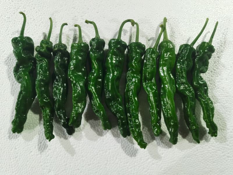 皱皮辣椒，小皱皮辣椒，薄皮椒，大黑辣椒，量大质优
