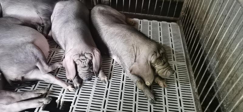 重庆自繁自养太湖黑猪出售太湖母猪原种太湖母猪