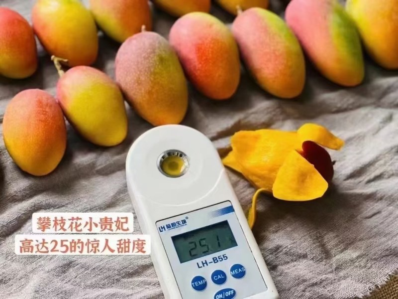 优质贵妃芒大量上市价格便宜诚信经营量大从优