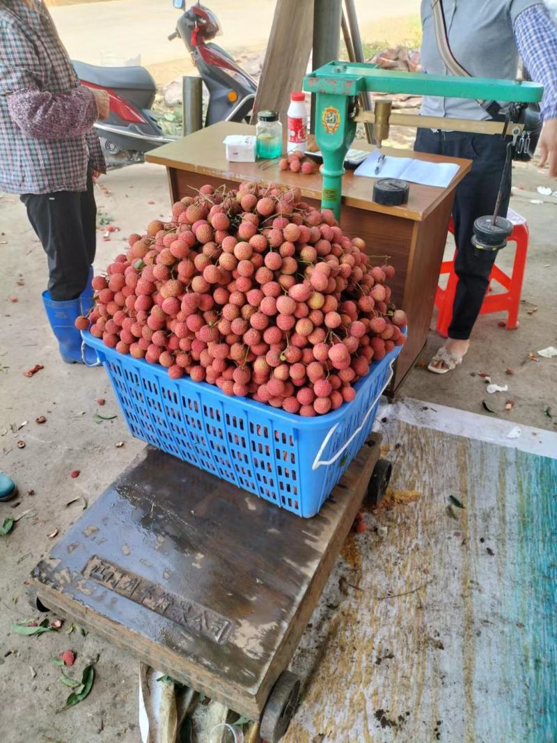 广东阳西上洋镇荔枝产地玉荷苞大量上市收货好交通便利