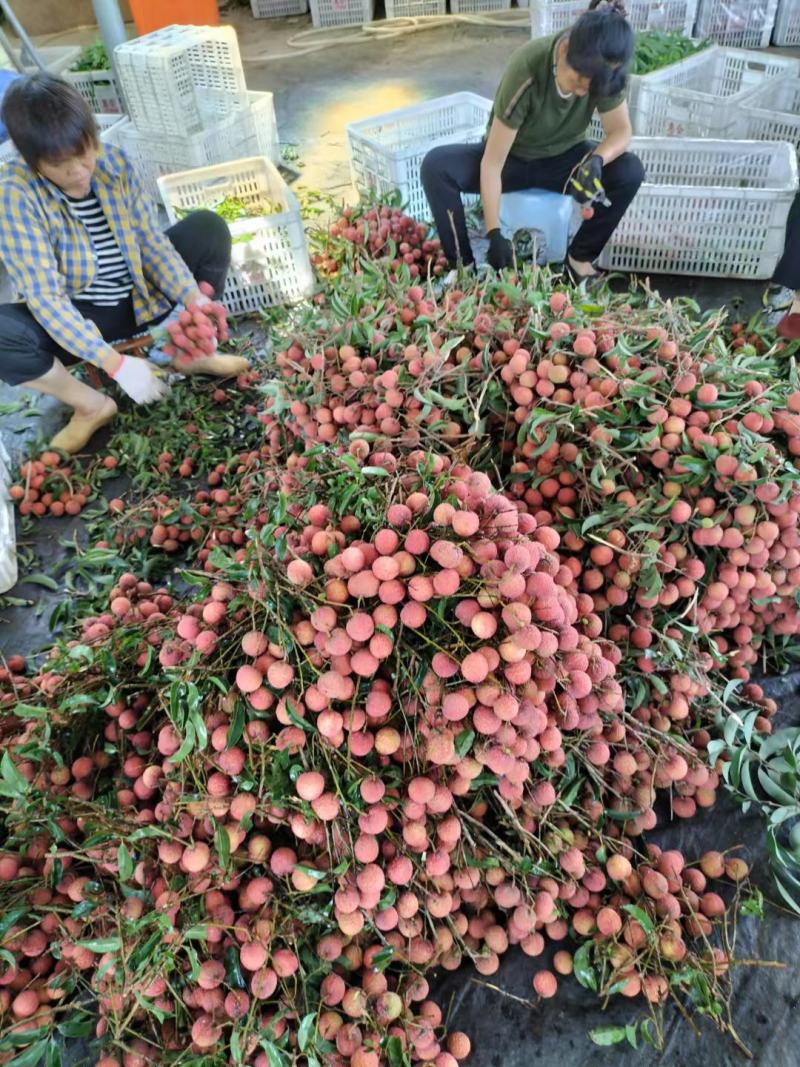 广东阳西上洋镇荔枝产地玉荷苞大量上市收货好交通便利