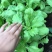 大叶茼蒿种子茼蒿菜籽茼蒿菜种大全春季秋冬季蔬菜茼蒿种籽