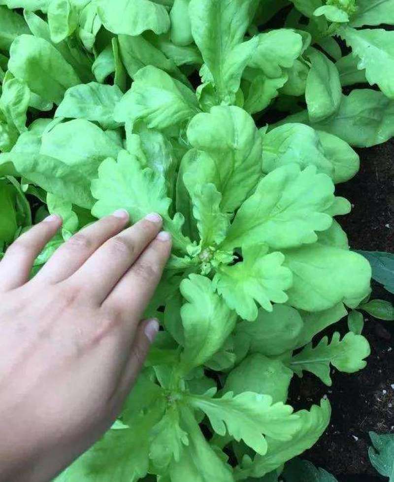 大叶茼蒿种子茼蒿菜籽茼蒿菜种大全春季秋冬季蔬菜茼蒿种籽