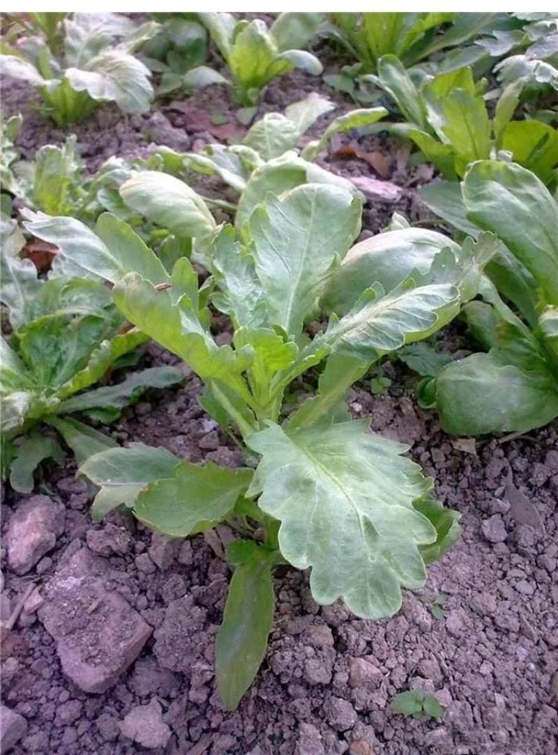 大叶茼蒿种子茼蒿菜籽茼蒿菜种大全春季秋冬季蔬菜茼蒿种籽