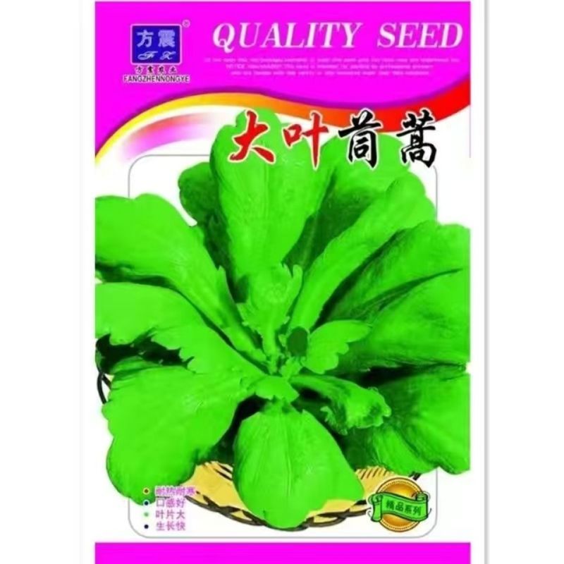 大叶茼蒿种子茼蒿菜籽茼蒿菜种大全春季秋冬季蔬菜茼蒿种籽