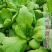 大叶茼蒿种子茼蒿菜籽茼蒿菜种大全春季秋冬季蔬菜茼蒿种籽