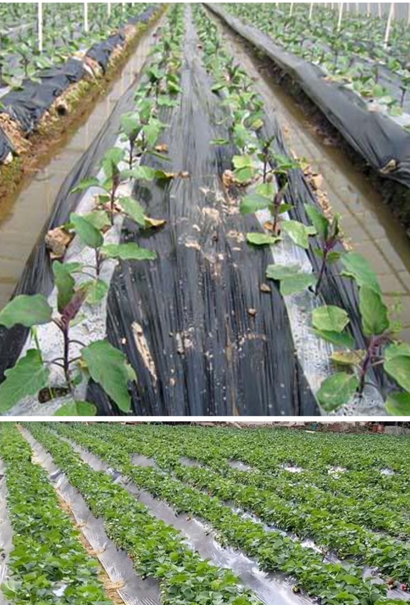 黑地膜银灰地膜厂家销售均可定制量大从优