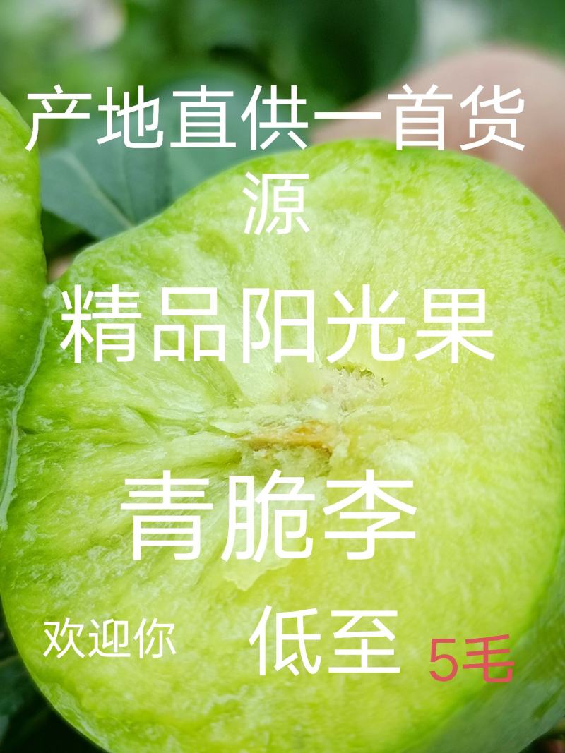 四川～汉源～青脆李，精品阳光果，产地直供，一手货源。