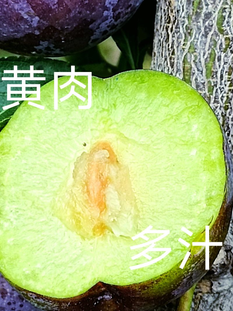 四川～汉源～精品5月脆～产地直供，一首货源