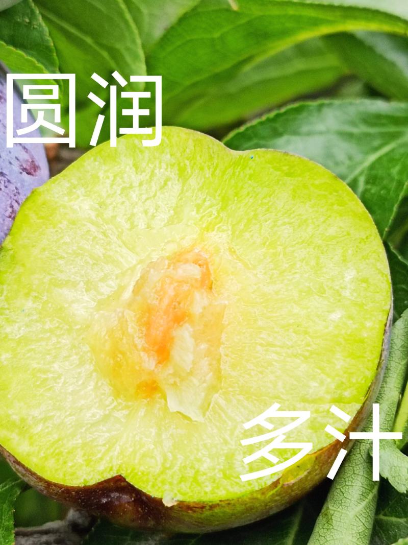 四川～汉源～精品5月脆～产地直供，一首货源