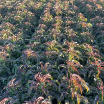 甘肃定西大量莴笋上市.无空心、质量保证、价格优惠