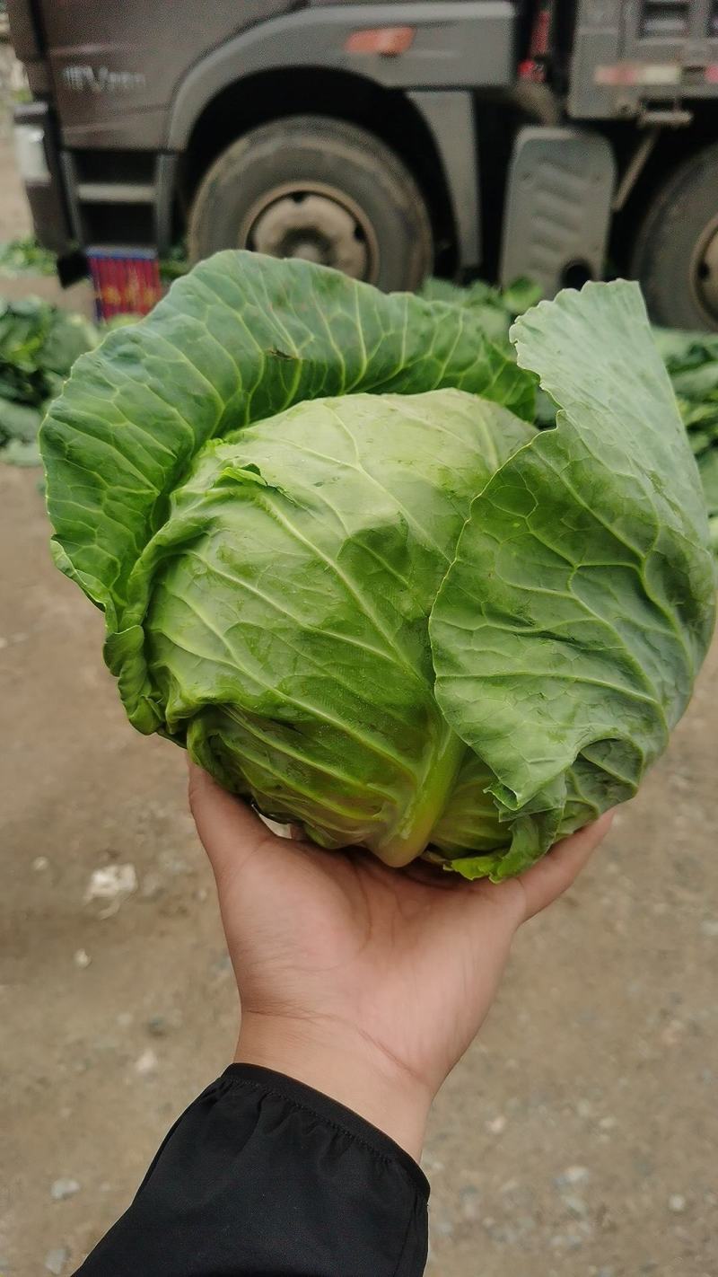 甘蓝大量上市，货源充足，需要的联系我，（视频看货）