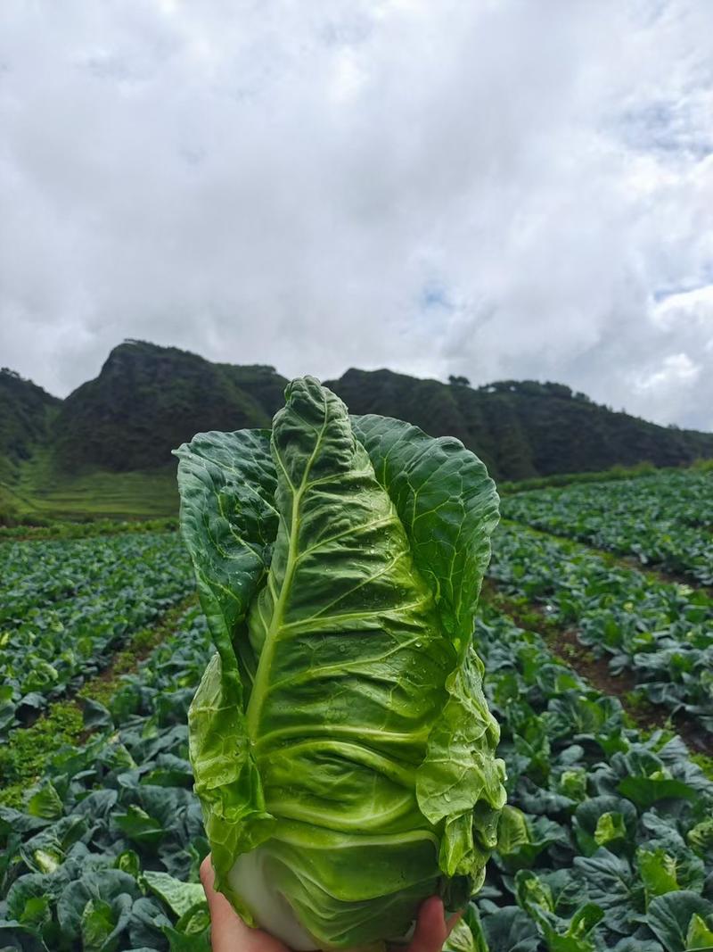 高山牛心白、货好量大、产地直销、质量保证～