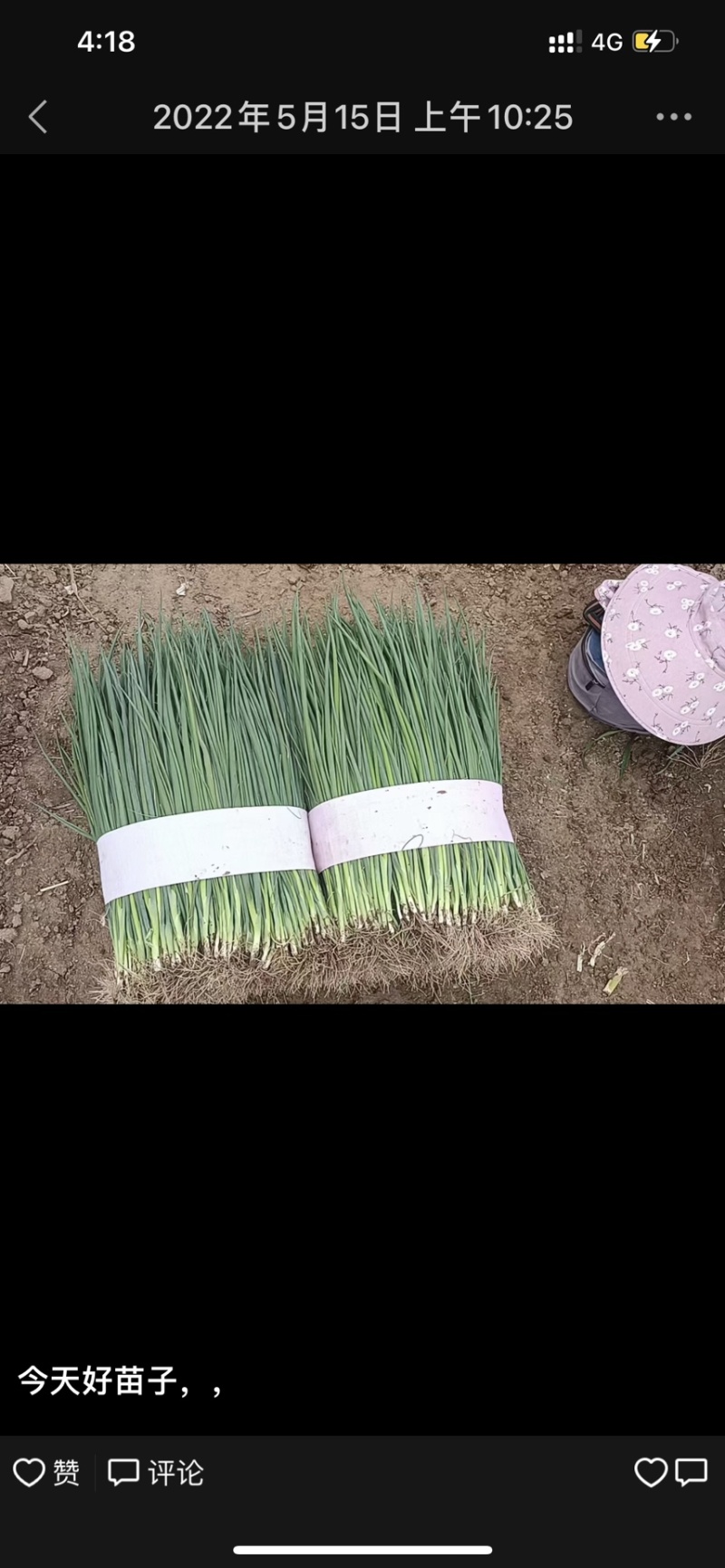 毛葱，小葱粗细均匀，高度70左右。颜色黝黑，葱苗