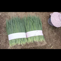 毛葱，小葱粗细均匀，高度70左右。颜色黝黑，葱苗
