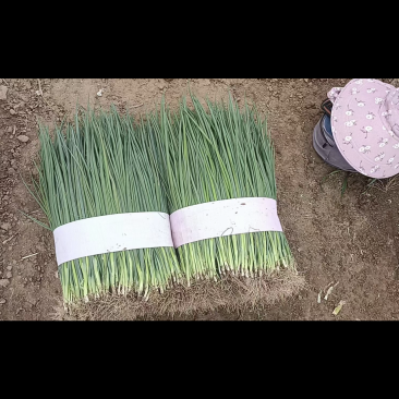毛葱，小葱粗细均匀，高度70左右。颜色黝黑，葱苗