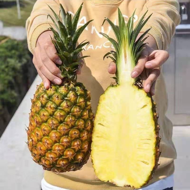 云南金砖凤梨