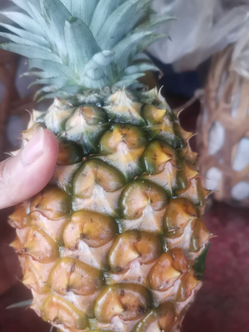 云南金砖凤梨