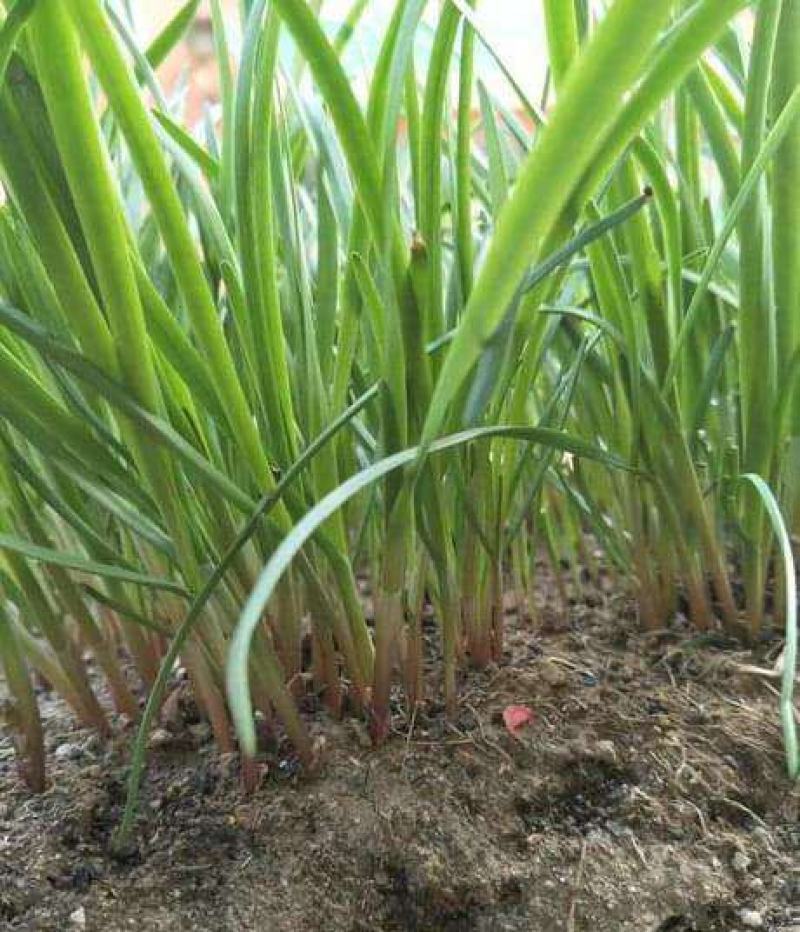 宽叶紫根韭菜种子四季高产韭菜籽庭院阳台盆栽耐寒热大叶蔬菜