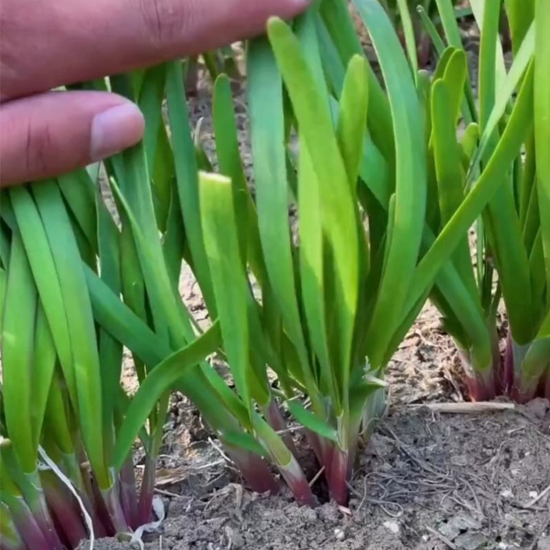 宽叶紫根韭菜种子四季高产韭菜籽庭院阳台盆栽耐寒热大叶蔬菜