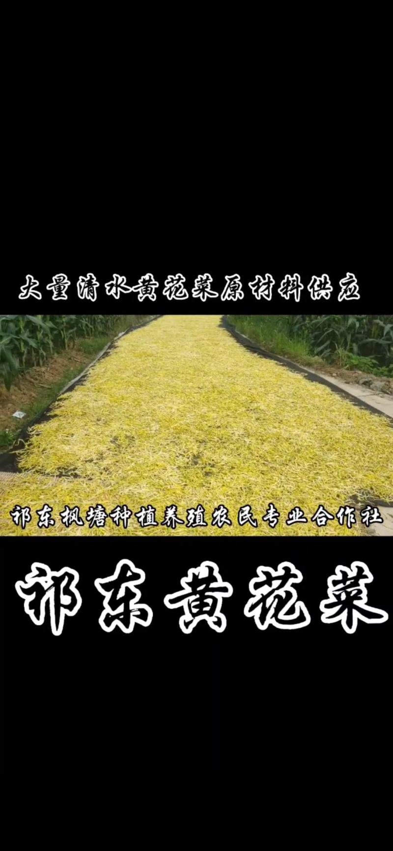 清水黄花菜保鲜菜药菜黄花菜预制菜食品厂原材料供应