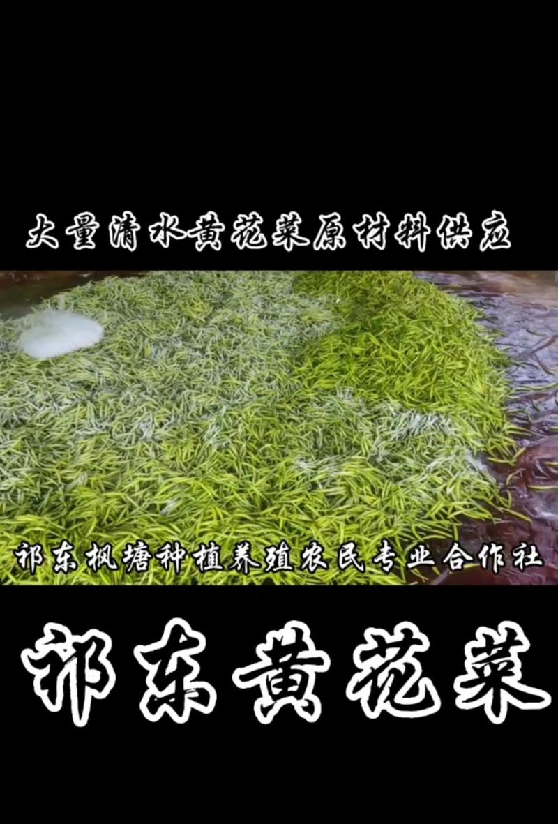 清水黄花菜保鲜菜药菜黄花菜预制菜食品厂原材料供应
