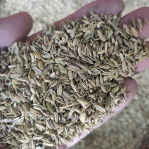 小茴香干货药食同源干净无杂质常年经营各种调料
