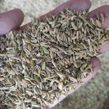 小茴香干货药食同源干净无杂质常年经营各种调料