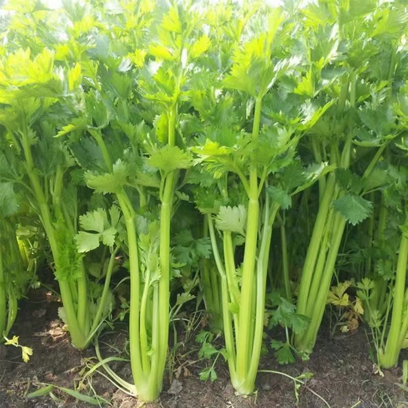 《优选》芹菜精品西芹可供商超，电商平台食堂单位原产地供货