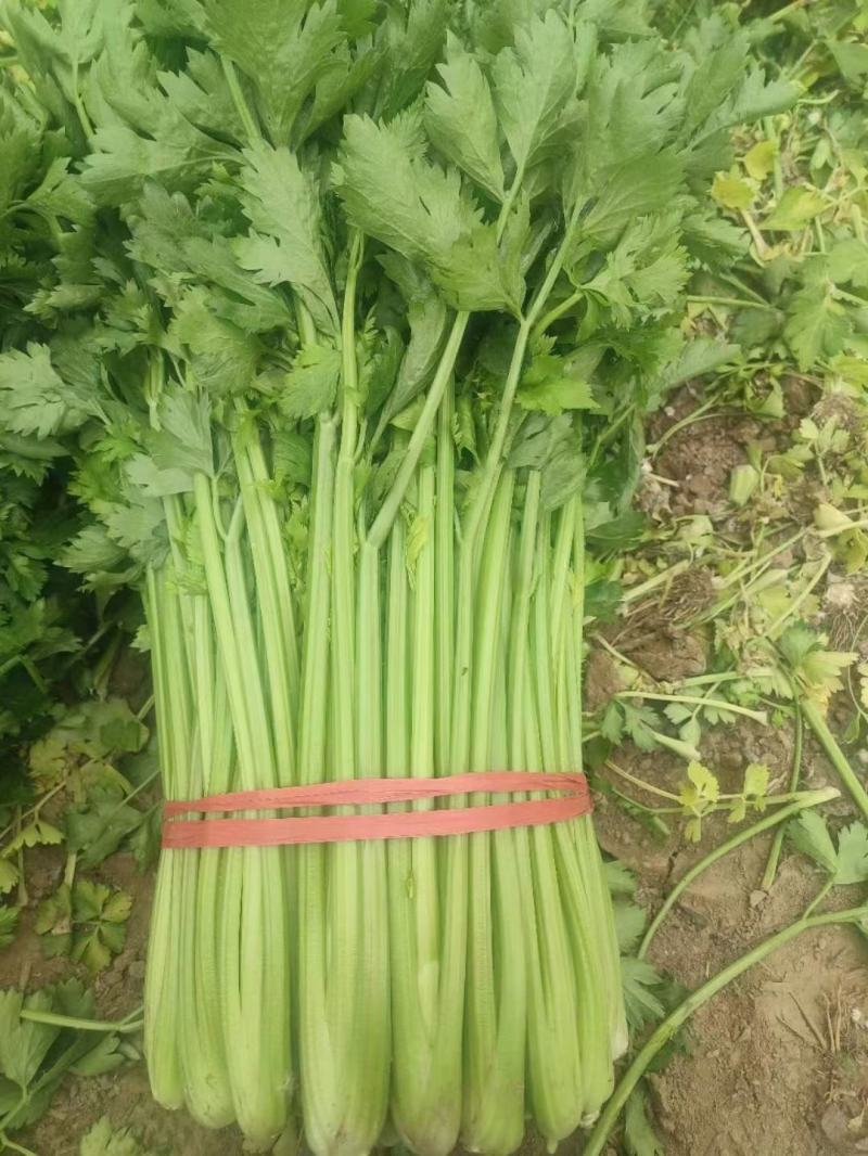 《优选》芹菜精品西芹可供商超，电商平台食堂单位原产地供货