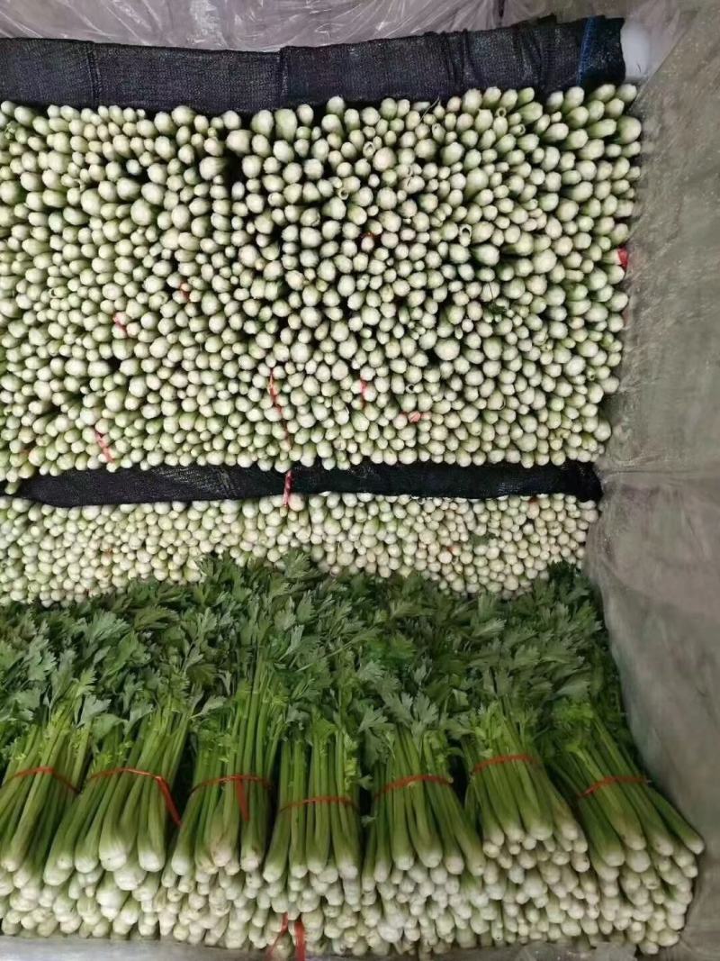 《优选》芹菜精品西芹可供商超，电商平台食堂单位原产地供货