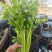 《优选》芹菜精品西芹可供商超，电商平台食堂单位原产地供货
