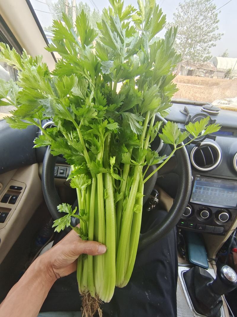 《优选》芹菜精品西芹可供商超，电商平台食堂单位原产地供货