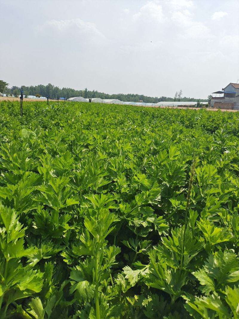《优选》芹菜精品西芹可供商超，电商平台食堂单位原产地供货
