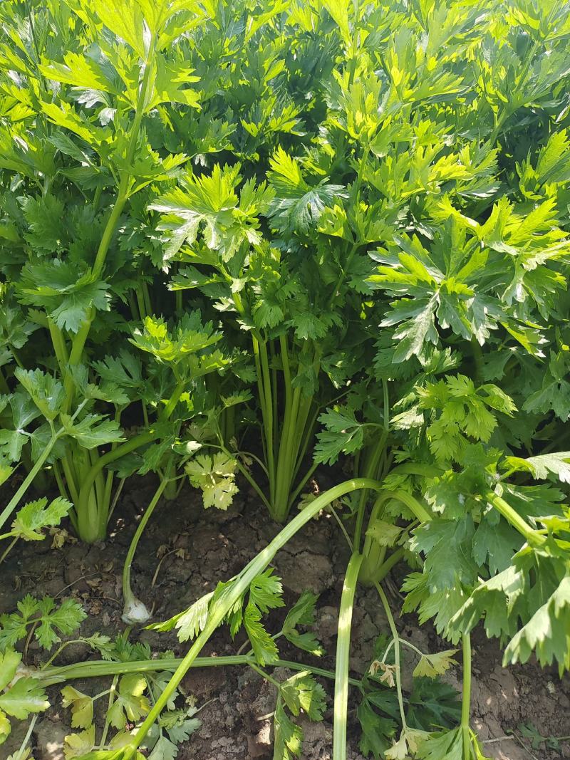 《优选》芹菜精品西芹可供商超，电商平台食堂单位原产地供货
