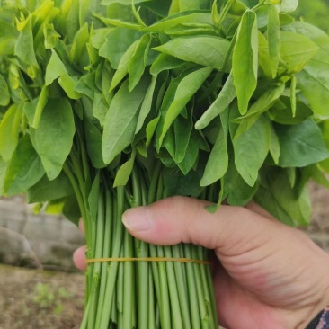 【荐】300亩基地直发，农家肥野生树仔菜天绿香野菜