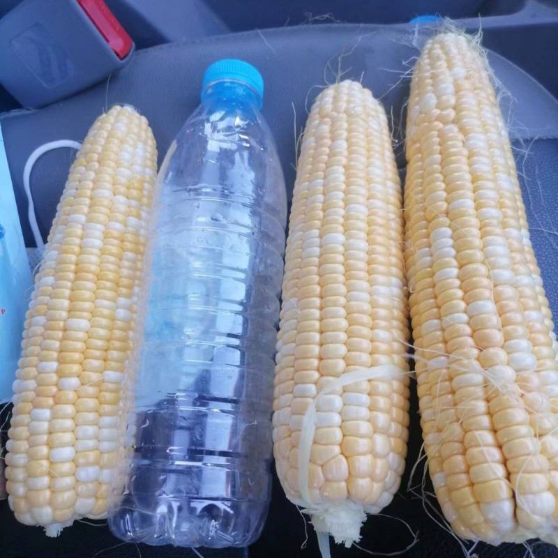 湖北水果玉米