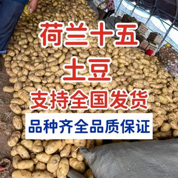 土豆批发产地直销品种规格全货源充足货源充足质量保证