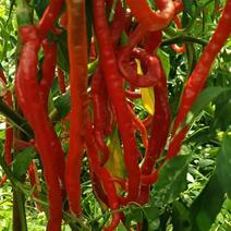 各种品种红辣椒大量上市了，品质非常漂亮。向全国各地发货！