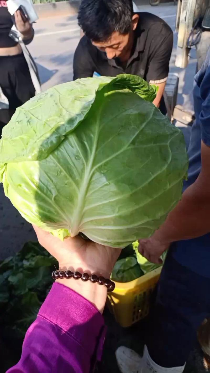 精品甘蓝，平邑圆包菜，韩绿系列，绿真，绿霸，精品代发全国